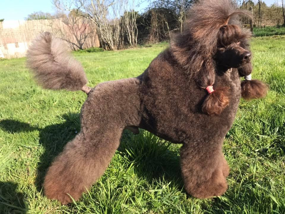 CH. Lover boy dit yakutsk (Sans Affixe)