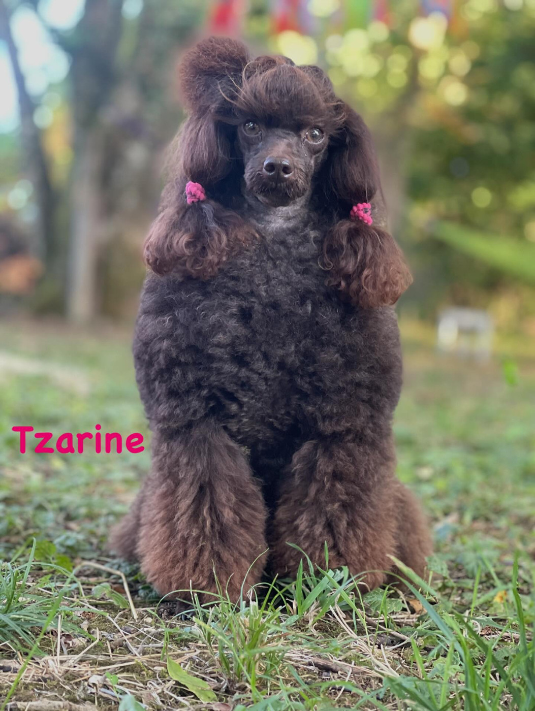 Tzarine brown princess de L'Aitone