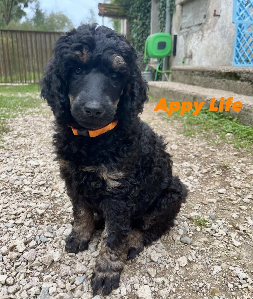 Des Terres D'Imagine - Chiots disponibles - Caniche