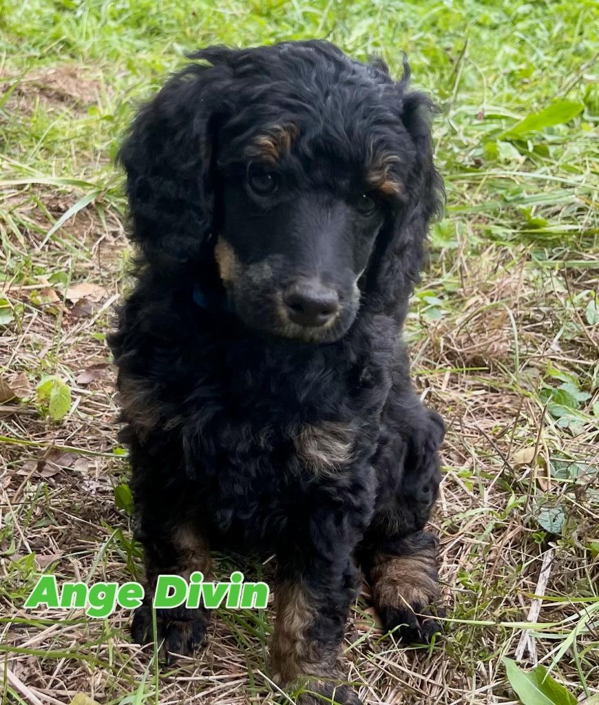 Des Terres D'Imagine - Chiots disponibles - Caniche