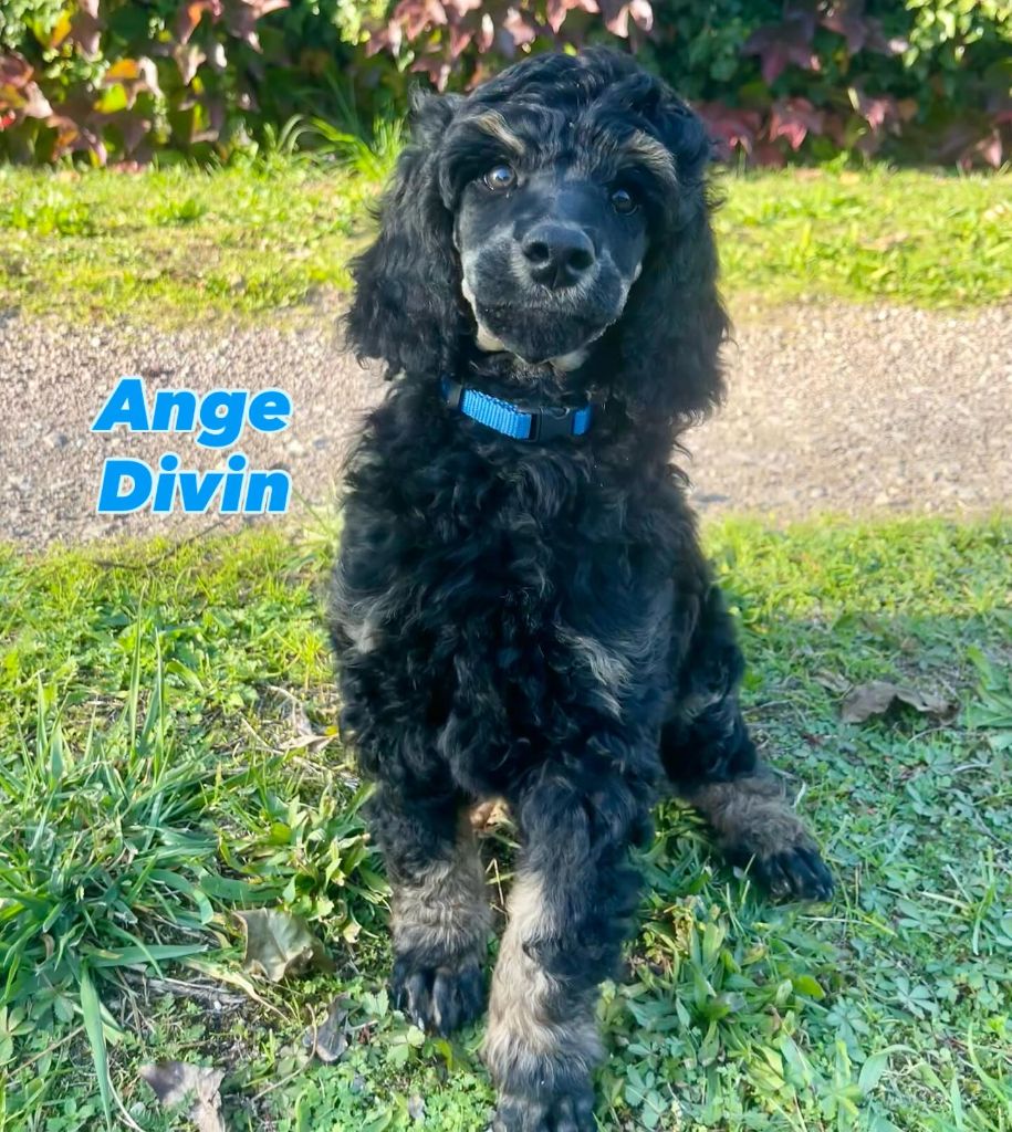 Des Terres D'Imagine - Chiots disponibles - Caniche