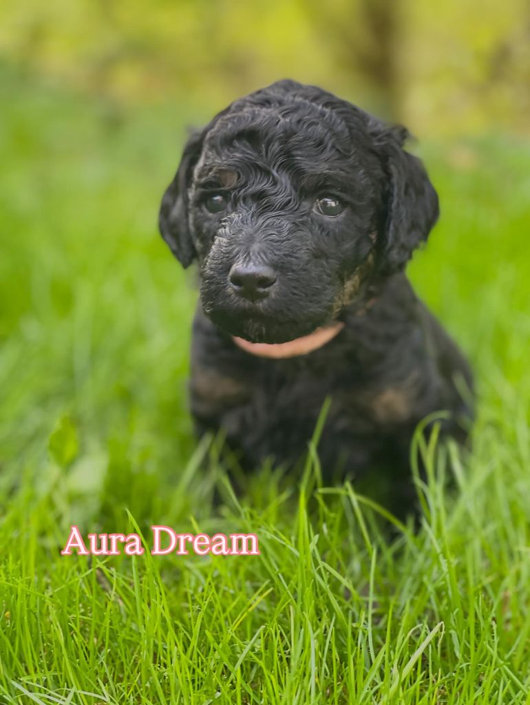 Des Terres D'Imagine - Chiots disponibles - Caniche