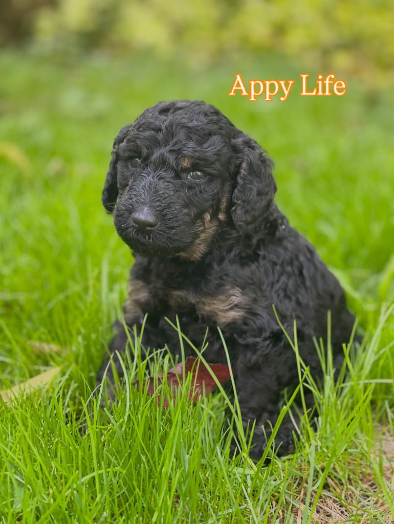 Des Terres D'Imagine - Chiots disponibles - Caniche