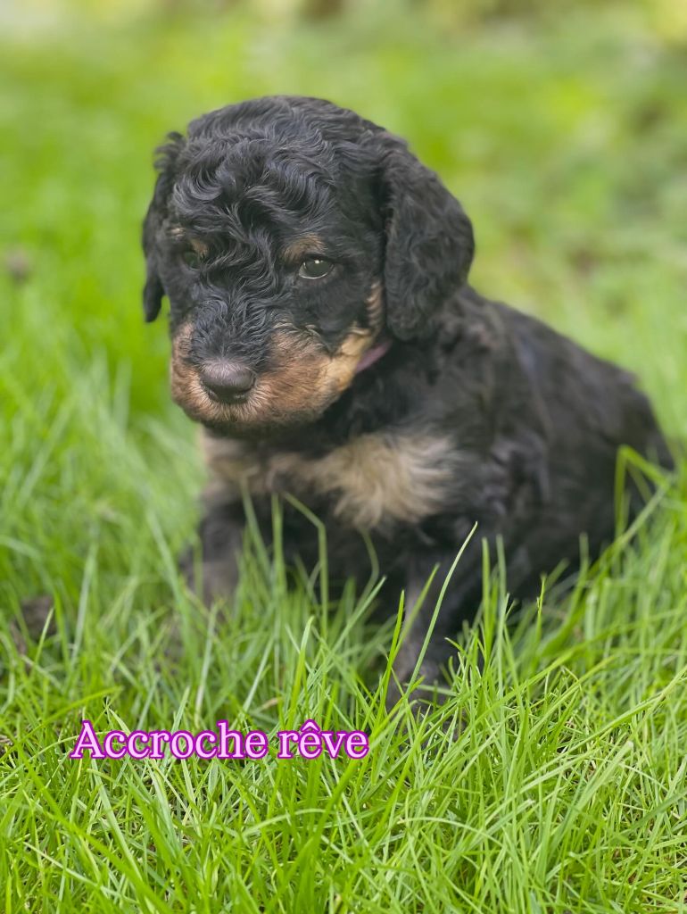 Des Terres D'Imagine - Chiots disponibles - Caniche