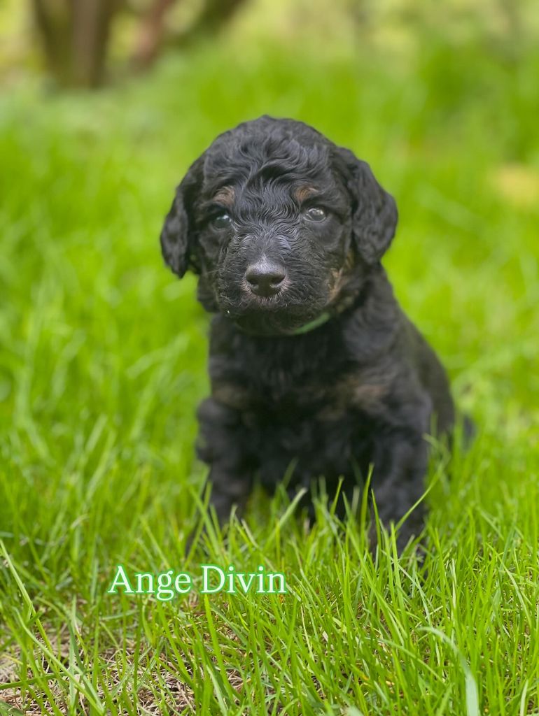 Des Terres D'Imagine - Chiots disponibles - Caniche