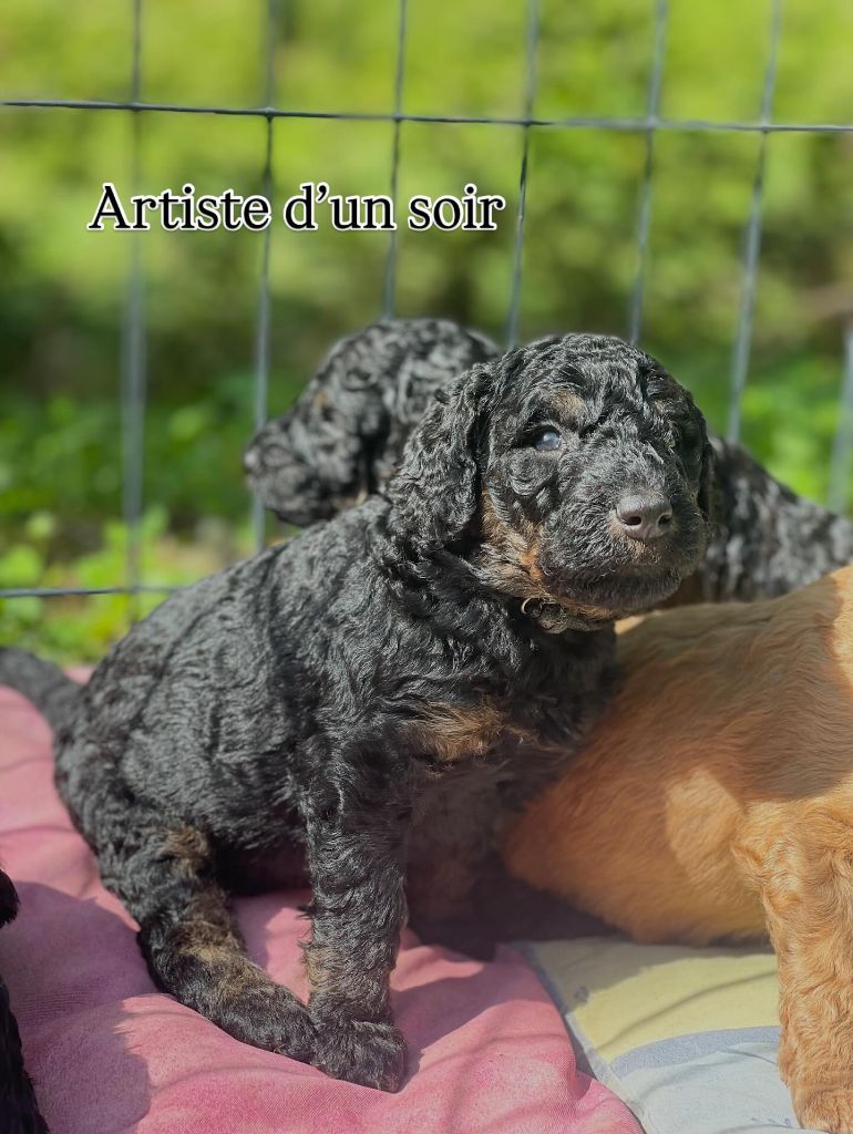 Des Terres D'Imagine - Chiots disponibles - Caniche