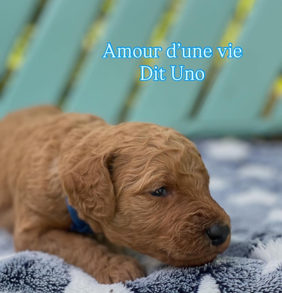 Des Terres D'Imagine - Chiots disponibles - Caniche