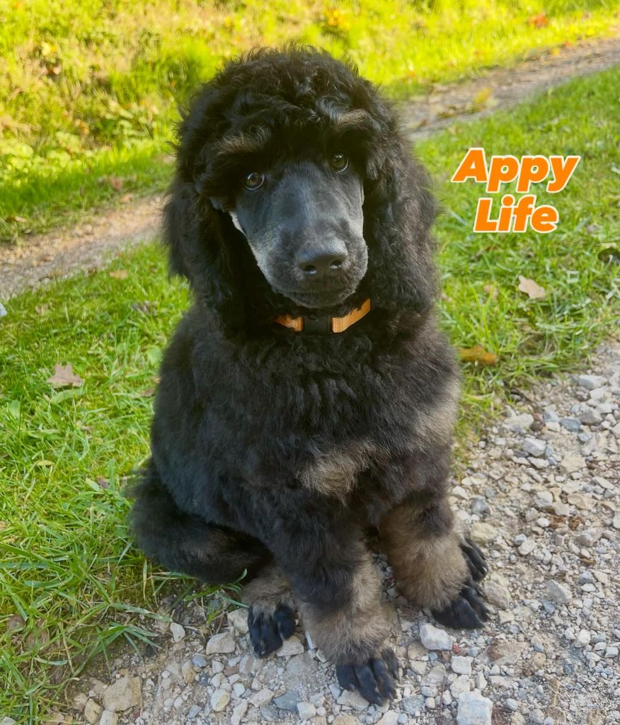 Des Terres D'Imagine - Chiots disponibles - Caniche