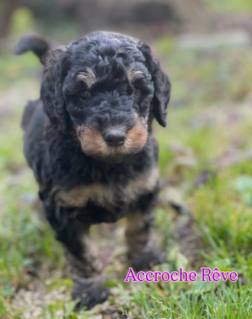 Des Terres D'Imagine - Caniche - Portée née le 13/08/2025