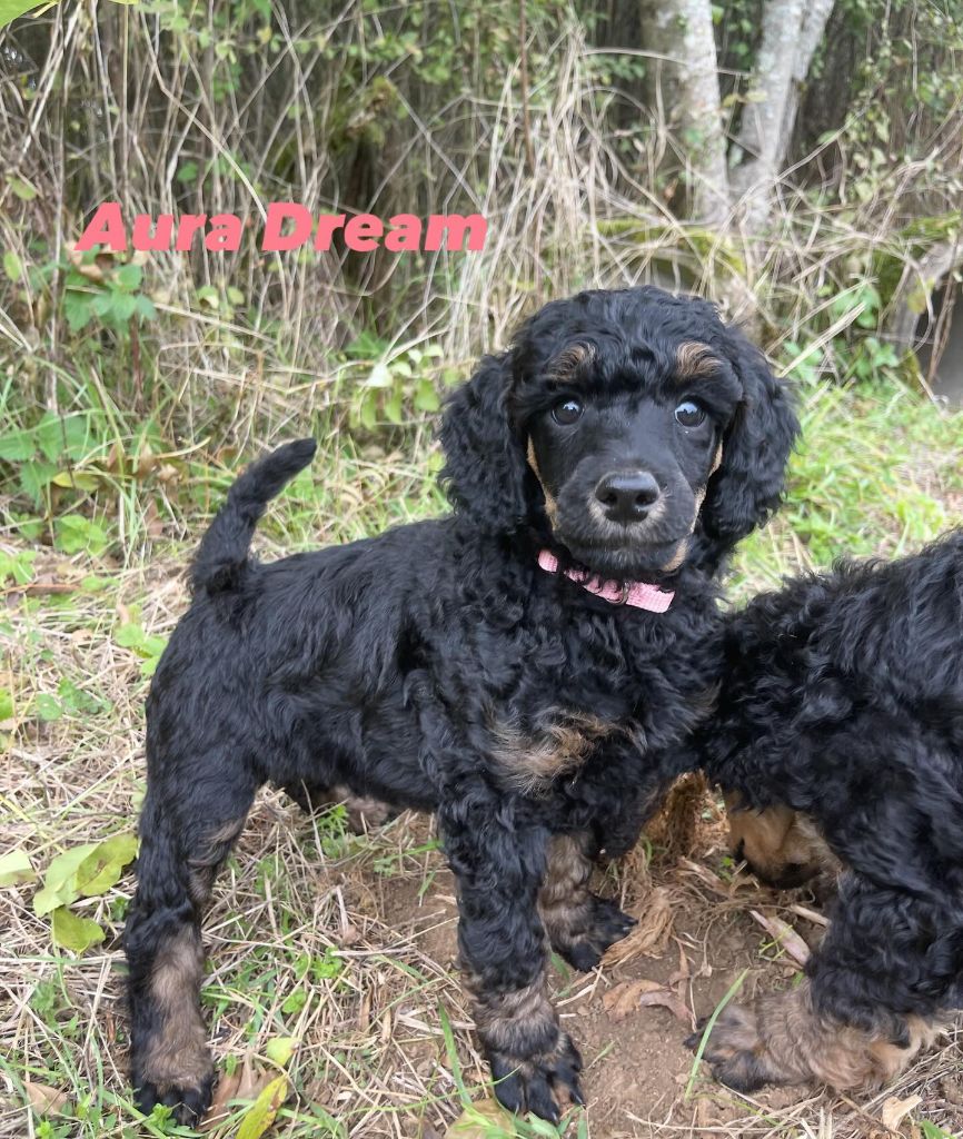 Des Terres D'Imagine - Chiots disponibles - Caniche